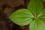 Licorice bedstraw